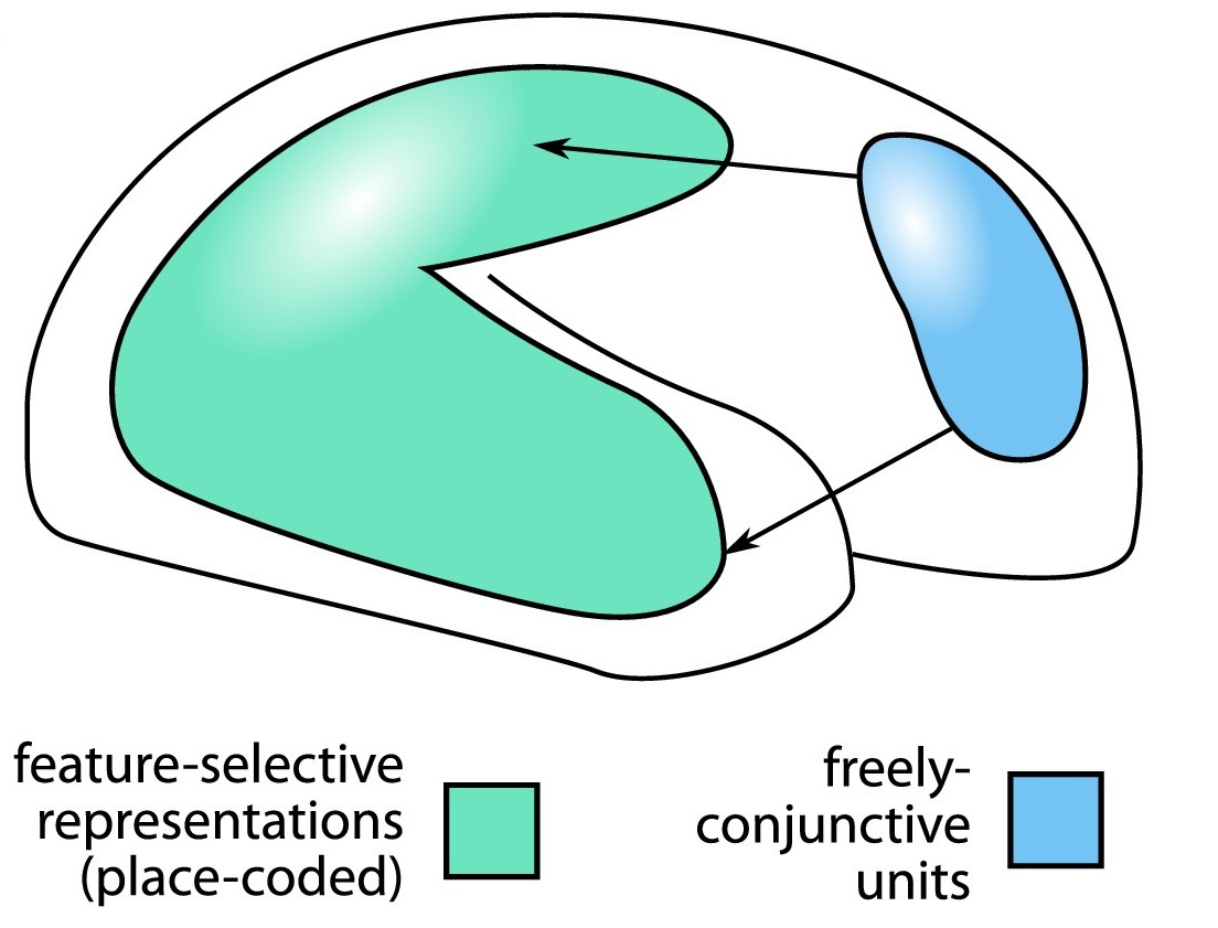 Conjunctive coding neurons in prefrontal cortex
