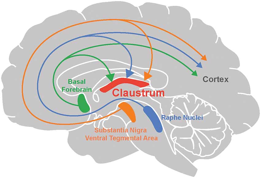 What does the claustrum do?
